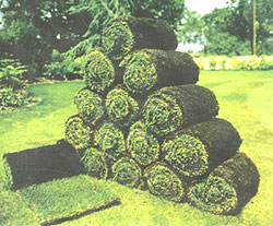Photograph of rolls of turf
